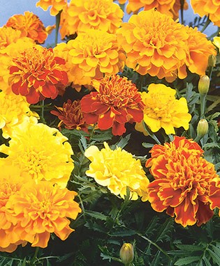 Marigold Dwarf